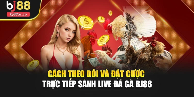 Cách theo dõi và đặt cược trực tiếp sảnh live đá gà Bj88