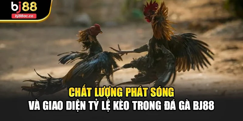 Chất lượng phát sóng và giao diện tỷ lệ kèo trong đá gà Bj88