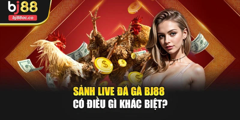 Sảnh live đá gà Bj88 có điều gì khác biệt?